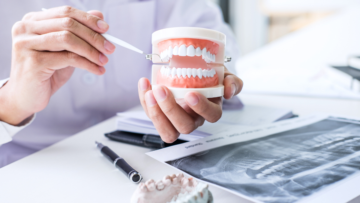 dentist holding teeth model